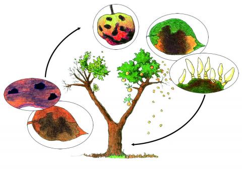 Detail Apfelbaum Schimmel Nomer 7