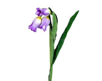 Campanula Iris - KibrisPDR