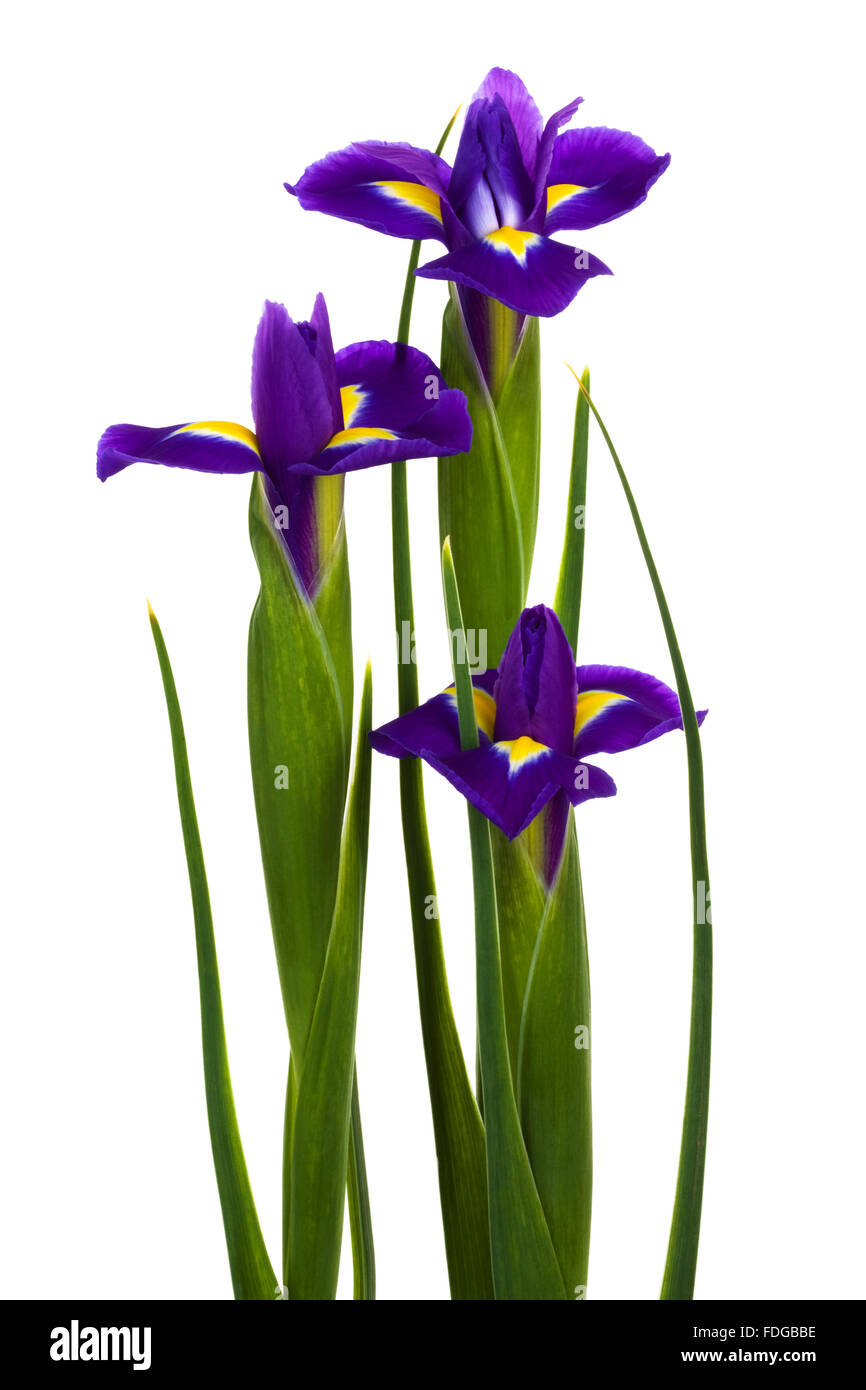 Detail Campanula Iris Nomer 7