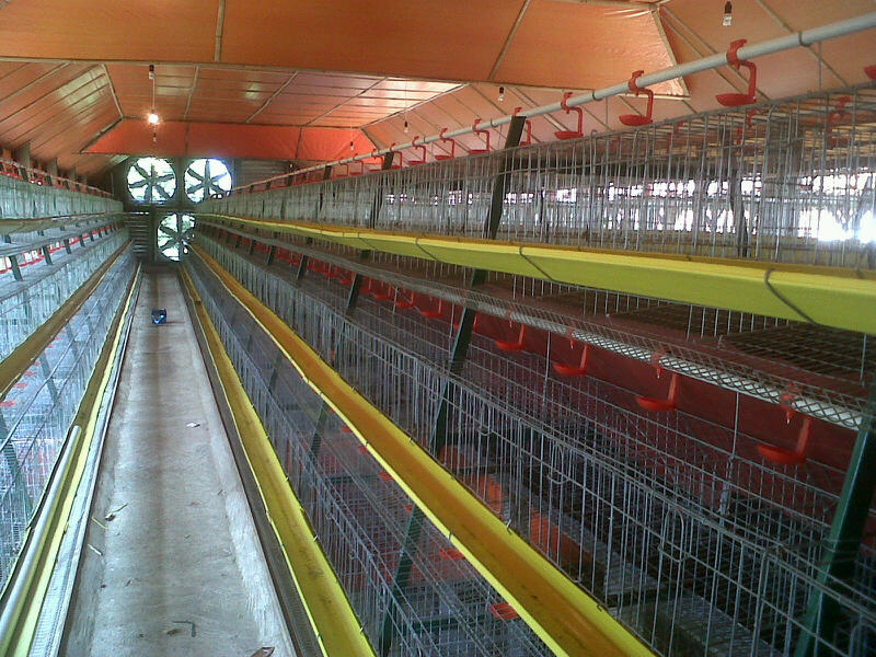 Detail Desain Kandang Ayam Broiler Close House Koleksi Nomer 27 Detail Desain Kandang Ayam Broiler Close House Koleksi Nomer 27
