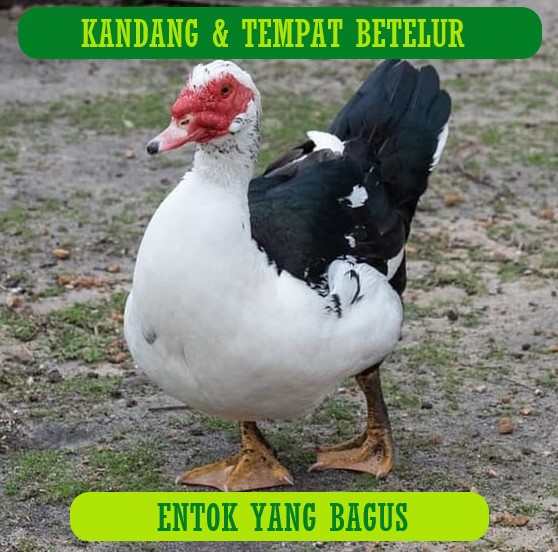 Detail Desain Kandang Entok Nomer 37