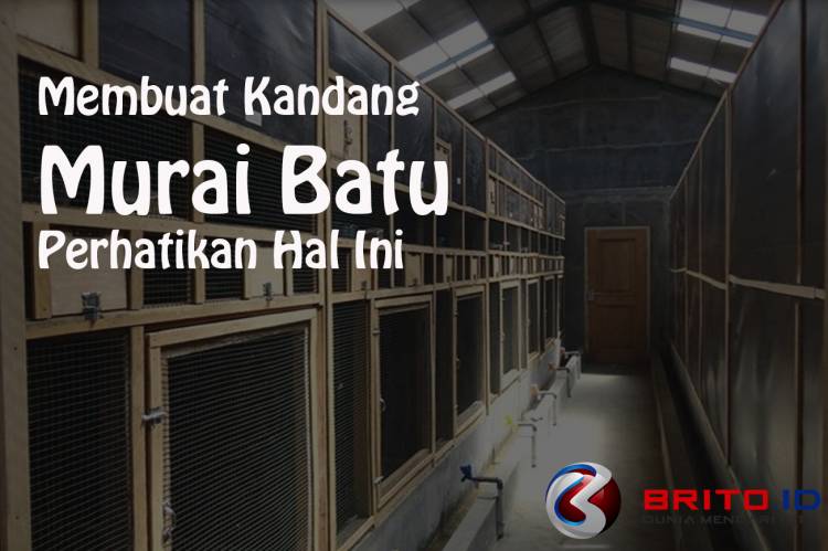 Detail Desain Kandang Penangkaran Murai Batu Nomer 40