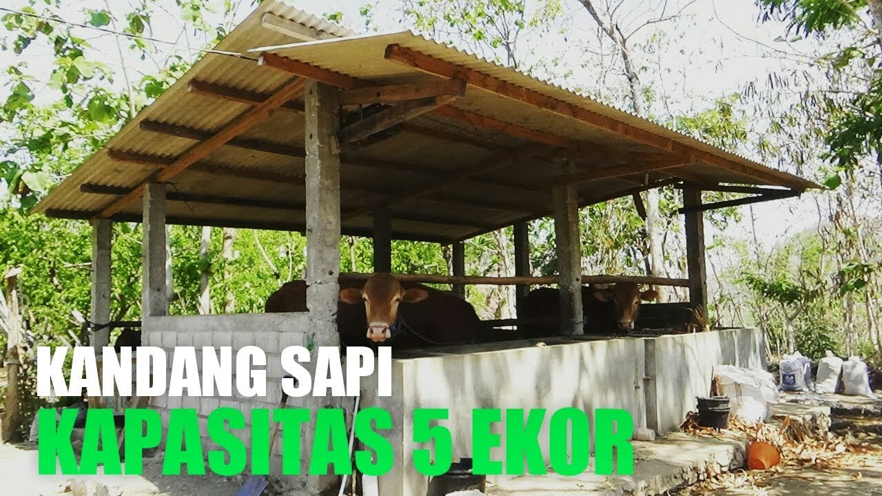 Detail Desain Kandang Sapi Nomer 13