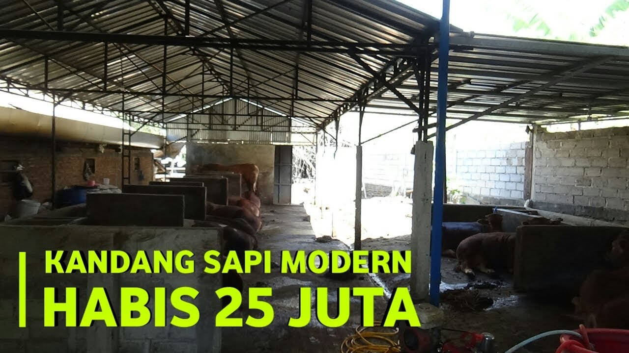 Detail Desain Kandang Sapi Nomer 36