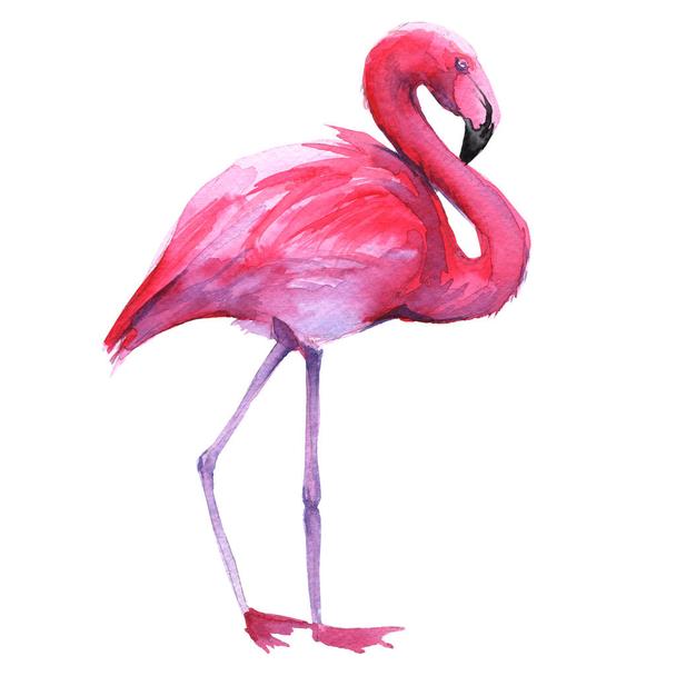 Detail Fliegender Flamingo Nomer 12