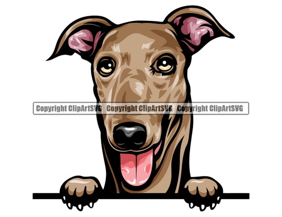 Detail Italian Greyhound Tongue Nomer 3