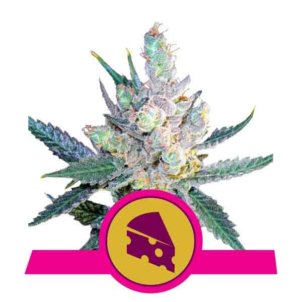 Detail Og Godfather Seeds Nomer 27