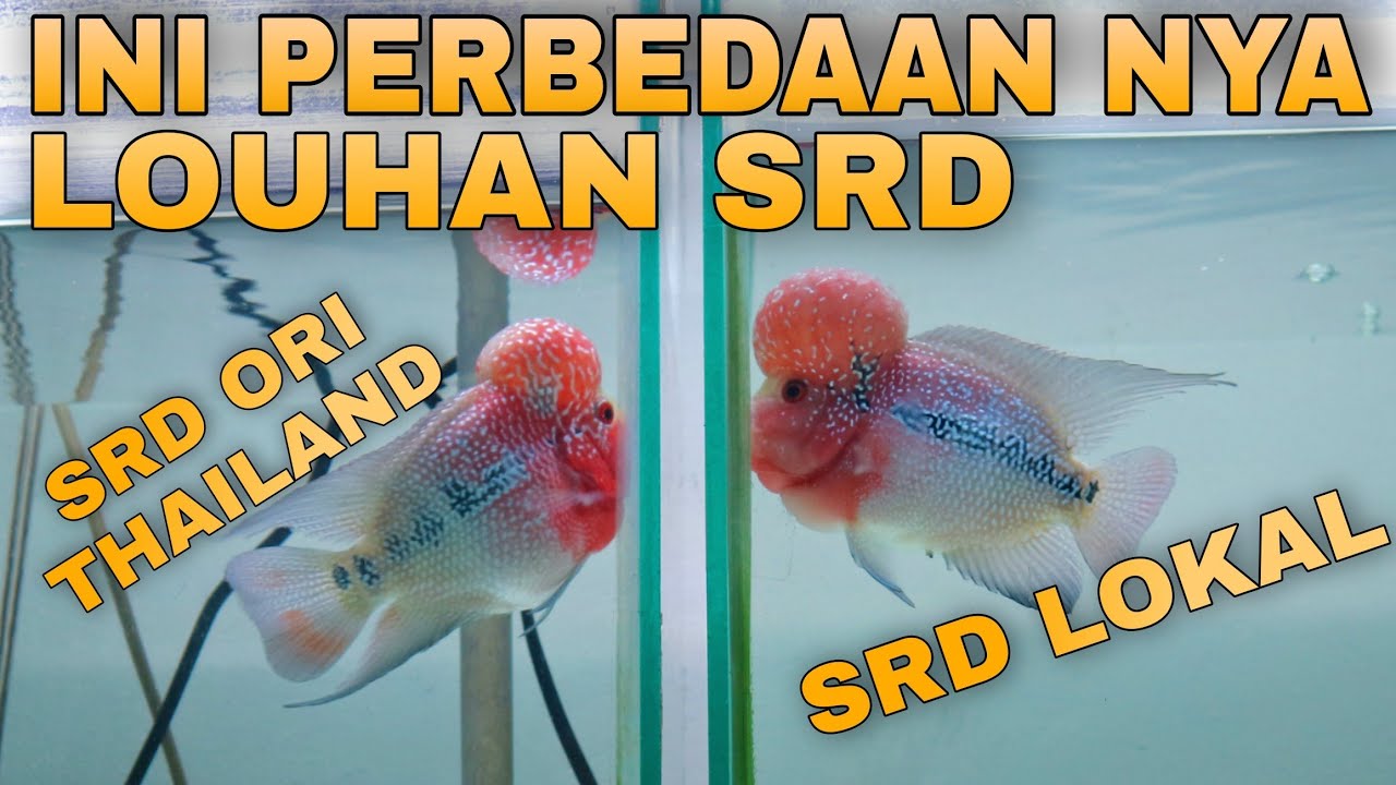 Detail Ikan Lohan Thailand Nomer 14