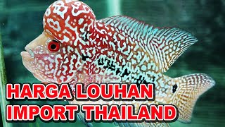 Detail Ikan Lohan Thailand Nomer 24