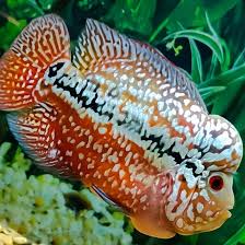 Detail Ikan Louhan Golden Red Nomer 43