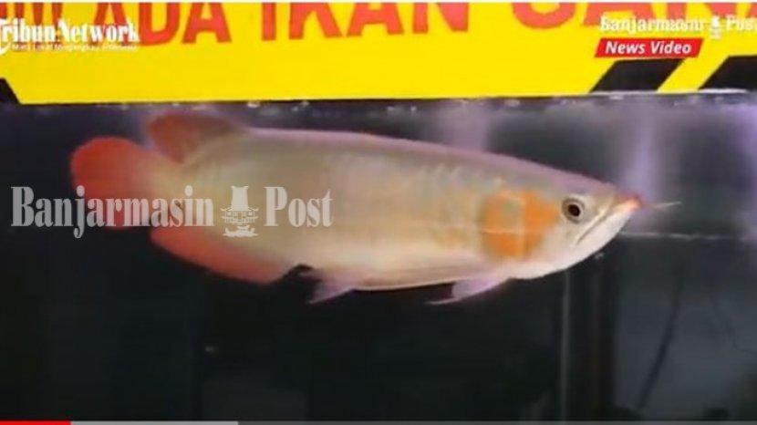 Detail Ikan Louhan Golden Red Nomer 50