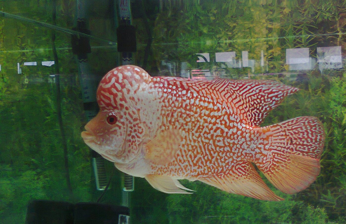 Detail Ikan Louhan Golden Red Nomer 53