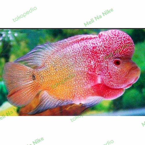 Detail Ikan Louhan Golden Red Nomer 54