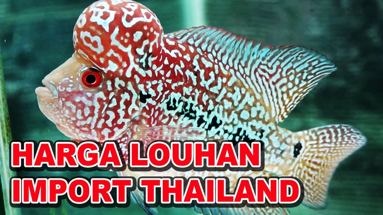 Ikan Louhan Import - KibrisPDR