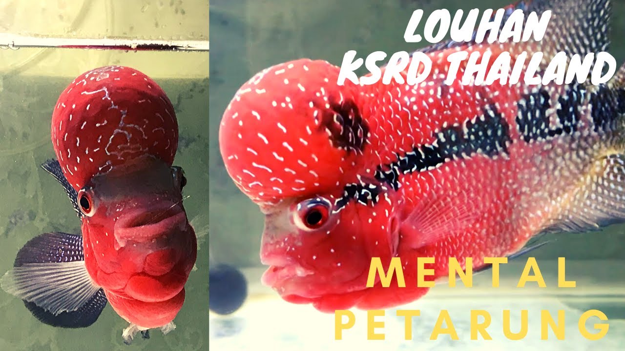 Detail Ikan Louhan Import Nomer 10