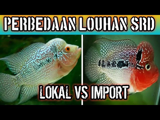 Detail Ikan Louhan Import Nomer 14