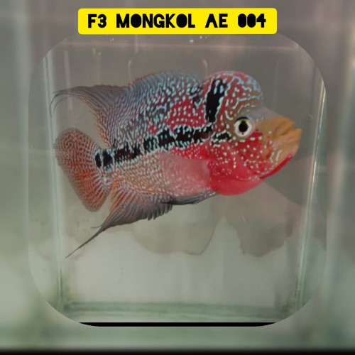 Detail Ikan Louhan Import Nomer 25