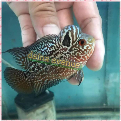 Detail Ikan Louhan Import Nomer 33