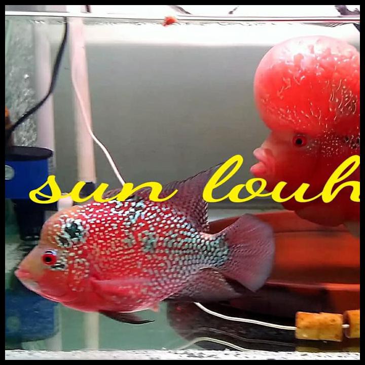 Detail Ikan Louhan Import Nomer 35