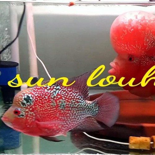 Detail Ikan Louhan Import Nomer 49