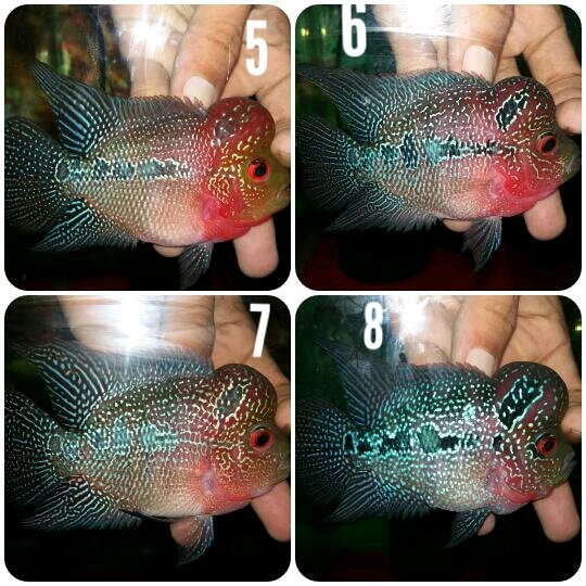 Detail Ikan Louhan Import Nomer 7