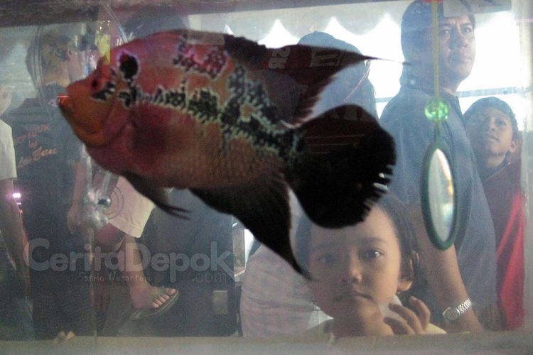 Detail Ikan Louhan Jawa Nomer 8