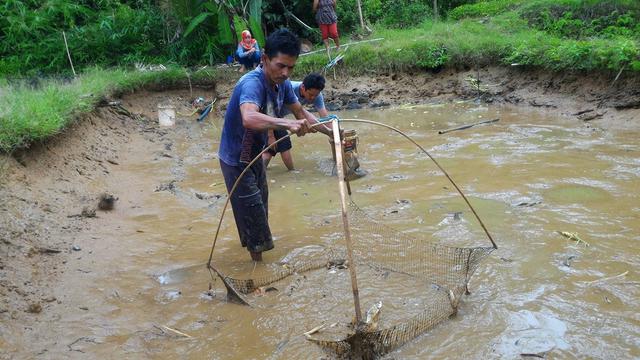 Detail Ikan Louhan Jawa Nomer 15