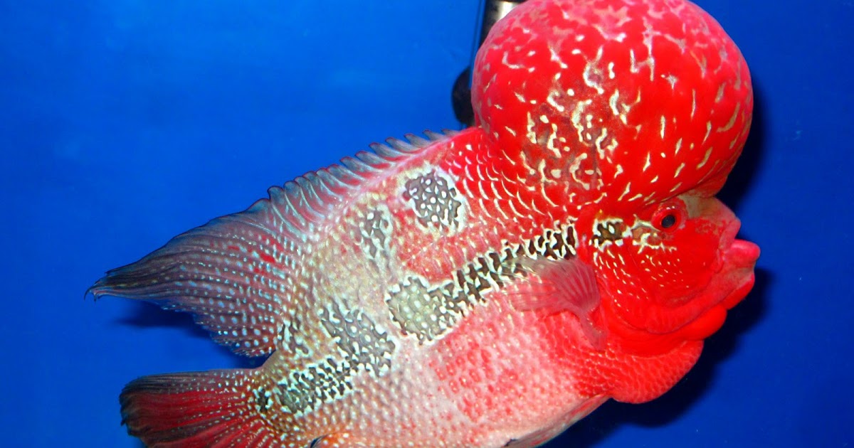 Detail Ikan Louhan Merah Nomer 13