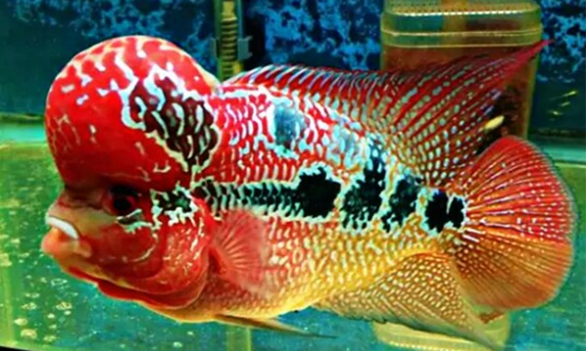 Detail Ikan Louhan Merah Nomer 15