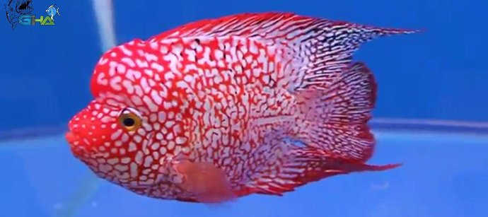 Detail Ikan Louhan Merah Nomer 19