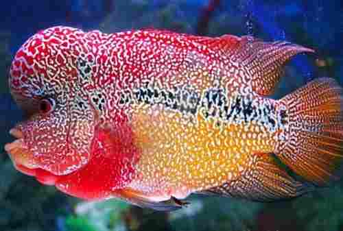 Detail Ikan Louhan Merah Nomer 29