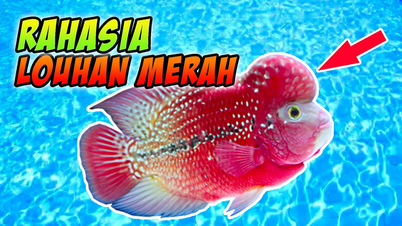 Detail Ikan Louhan Merah Nomer 35