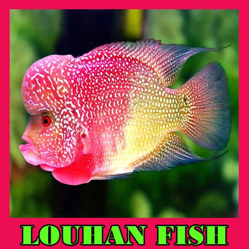 Detail Ikan Louhan Png Nomer 29