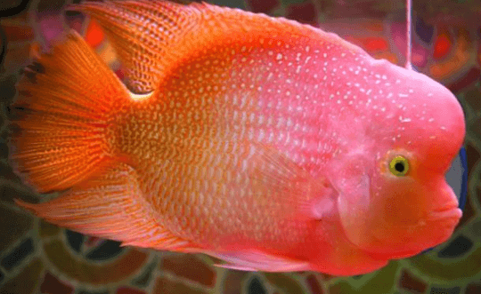 Detail Ikan Louhan Png Nomer 32