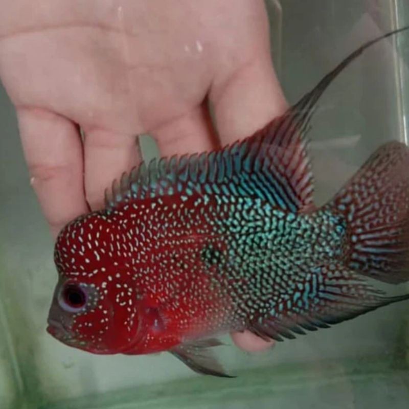 Ikan Louhan Super Red - KibrisPDR