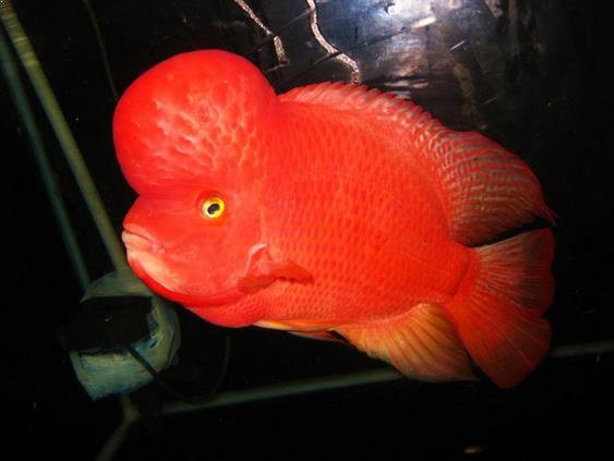 Download Ikan Louhan Super Red Nomer 23