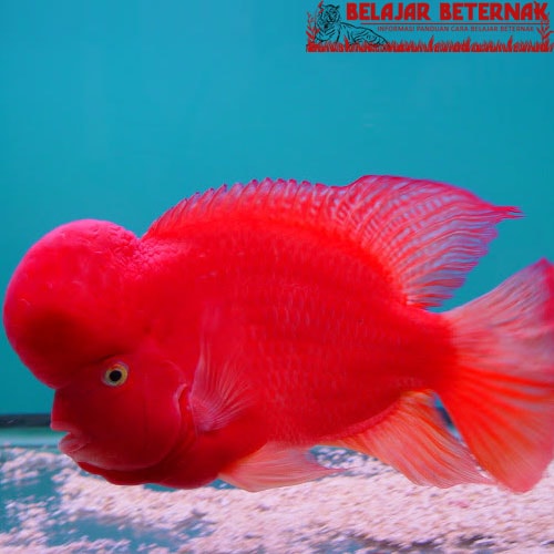 Detail Ikan Louhan Super Red Nomer 36