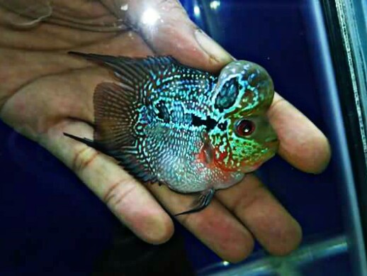 Detail Ikan Louhan Warna Biru Nomer 11