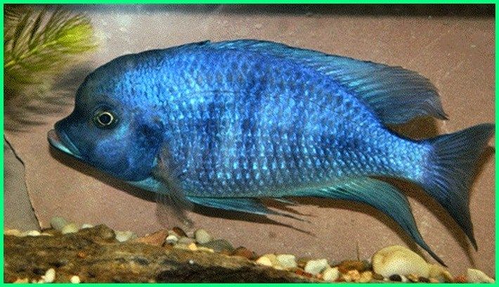 Detail Ikan Louhan Warna Biru Nomer 4