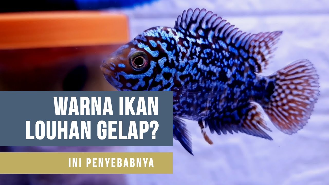 Ikan Louhan Warna Hitam - KibrisPDR