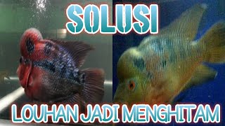 Detail Ikan Louhan Warna Hitam Nomer 4