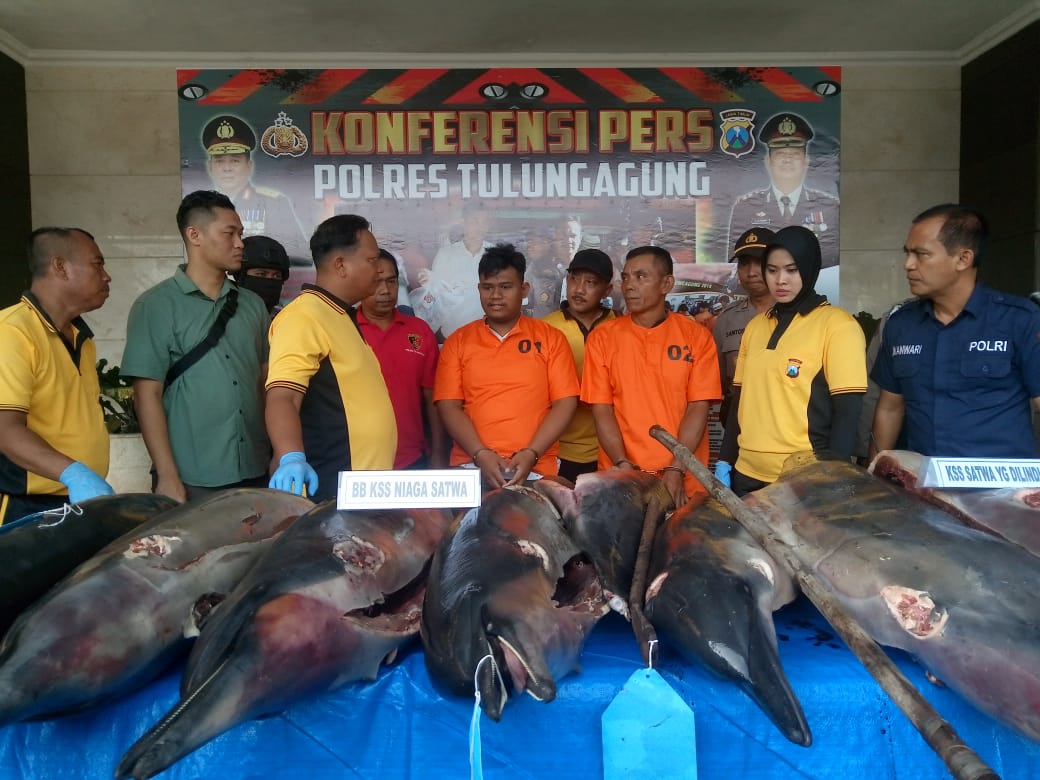 Detail Ikan Lumba Lumba Nomer 17