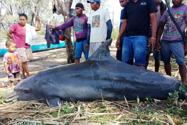 Detail Ikan Lumba Lumba Nomer 25