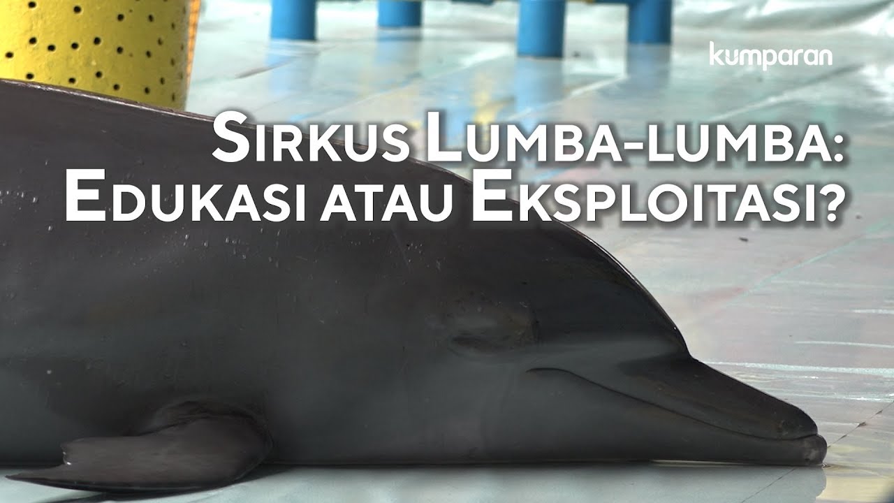Detail Ikan Lumba Lumba Nomer 26