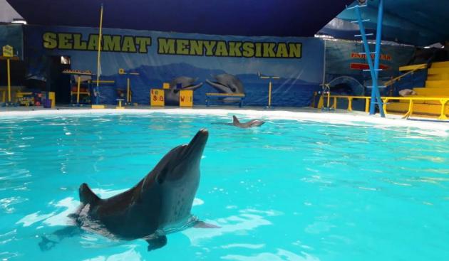 Detail Ikan Lumba Lumba Nomer 33