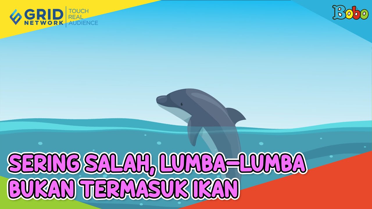Detail Ikan Lumba Lumba Nomer 35