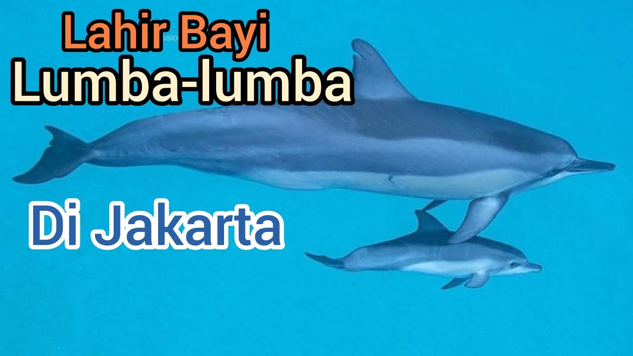 Detail Ikan Lumba Lumba Nomer 36