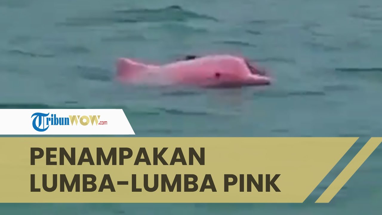 Detail Ikan Lumba Lumba Pink Nomer 33