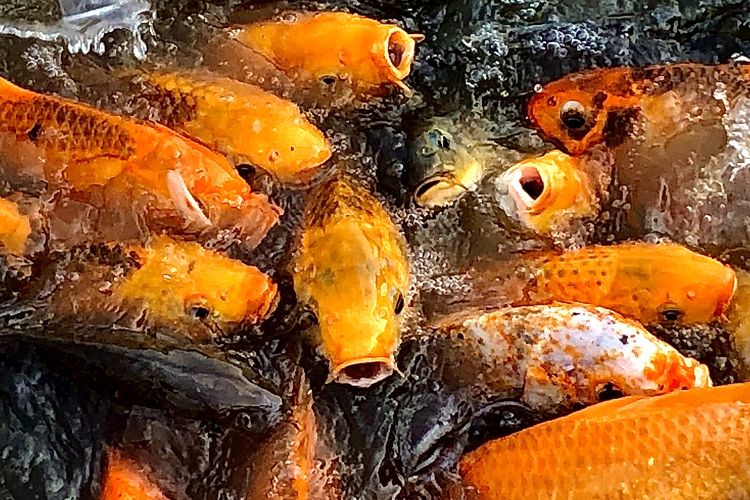 Detail Ikan Makan Ikan Nomer 4