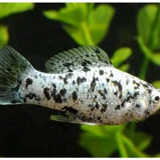Detail Ikan Marble Balon Nomer 27